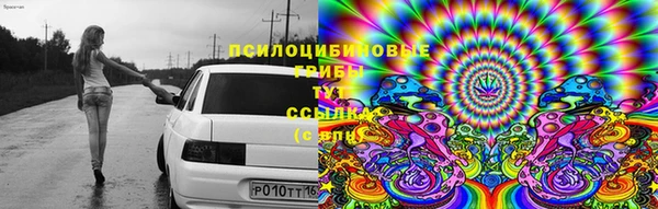 прущие грибы Алексин