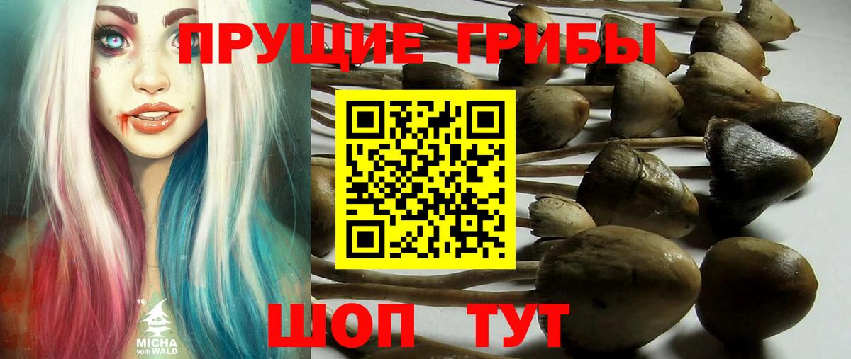 Галлюциногенные грибы GOLDEN TEACHER Краснознаменск